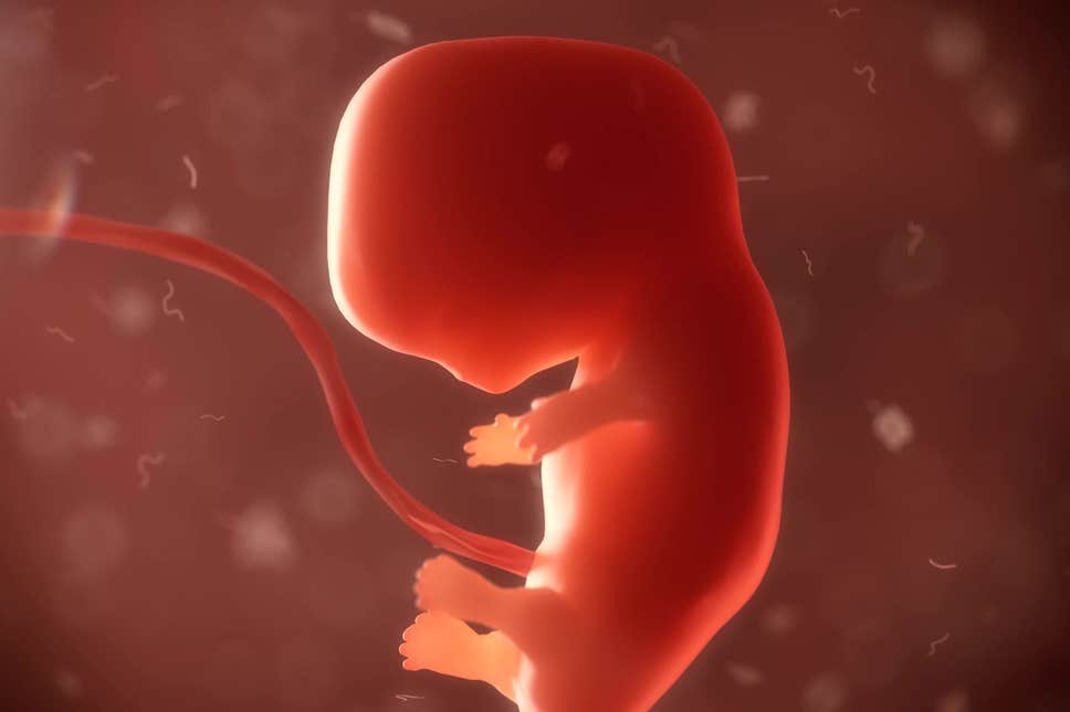 embryo after ivf